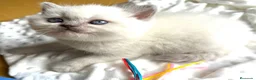 Británico de Pelo Corto gatos en venta: British Point  - Anuncio 1