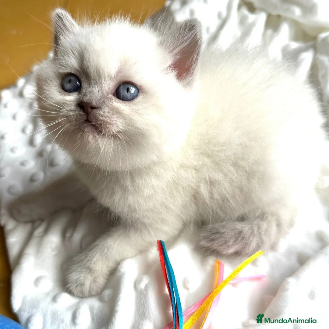 Británico de Pelo Corto gatos en venta: British Point  - Anuncio 1