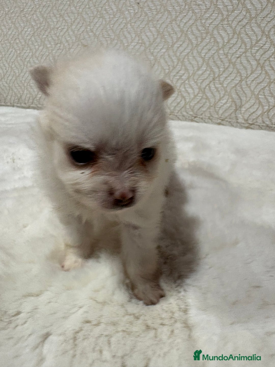 Pomerania perros en venta: Lulu Pomerania Toy hembra naranja blanca  - Anuncio 23