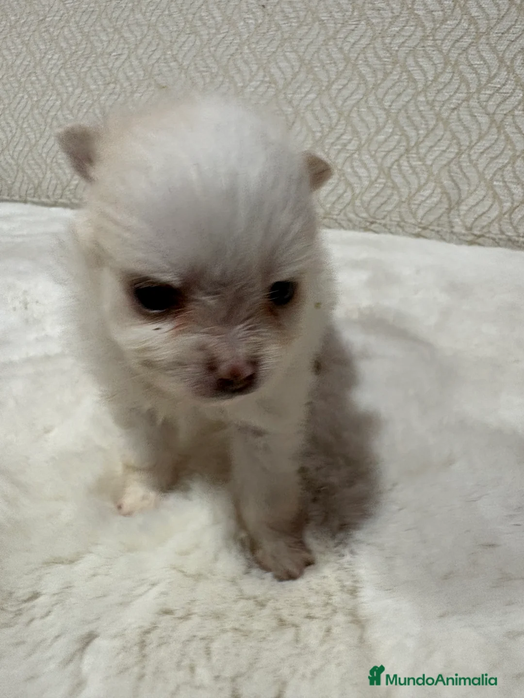 Pomerania perros en venta: Lulu Pomerania Toy hembra naranja blanca  - Anuncio 23