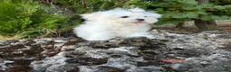 Bichón Maltés perros en venta: Bichon Maltés !!! - Anuncio 5