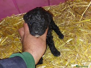 Perro de Agua Español perros Cachorro macho de perro de aguas - Anuncio 4