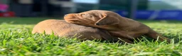 Teckel Miniatura perros en venta: Preciosos Teckel miniatura chocolate  - Anuncio 3