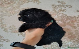 Caniche Toy perros en venta: Preciosos CANICHE TOY - Imagen 4