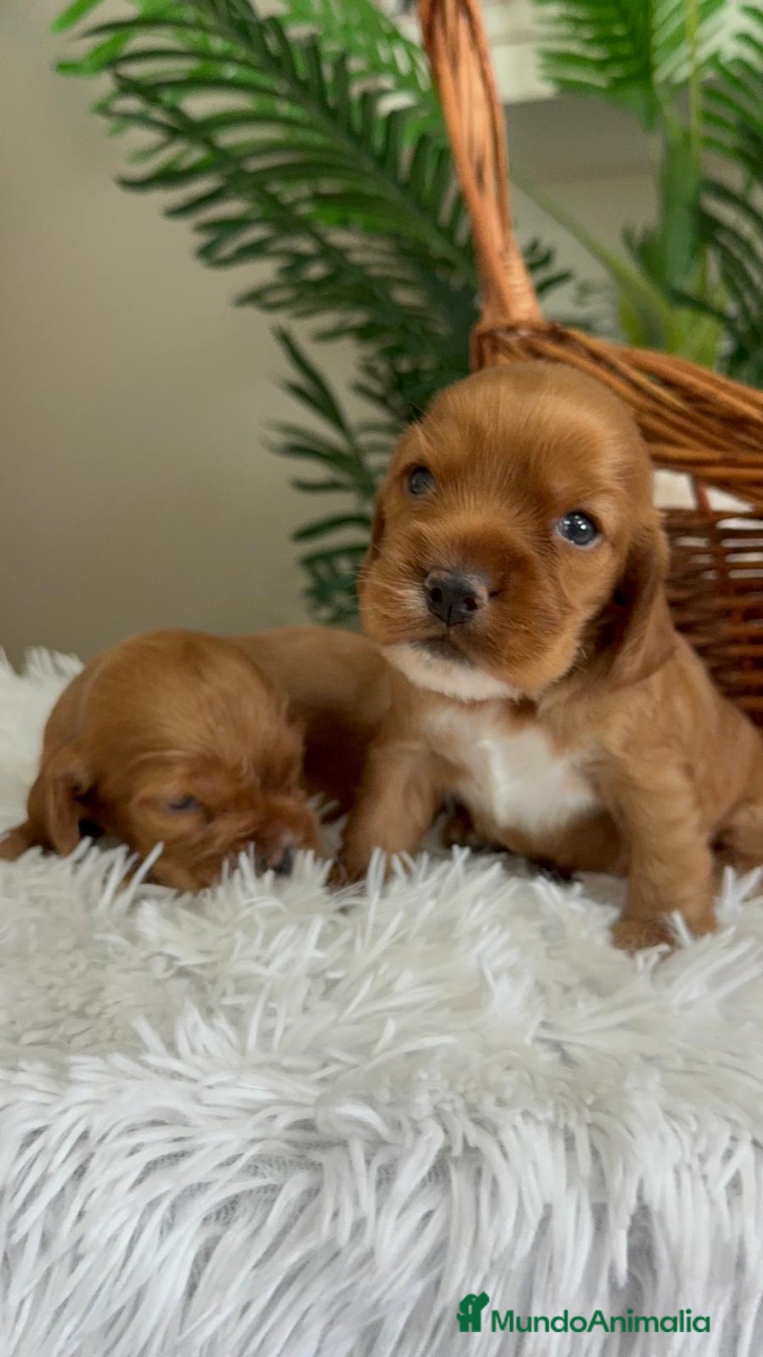 Cocker Spaniel Inglés perros en venta: COCKER SPANIEL INGLES - Imagen 4