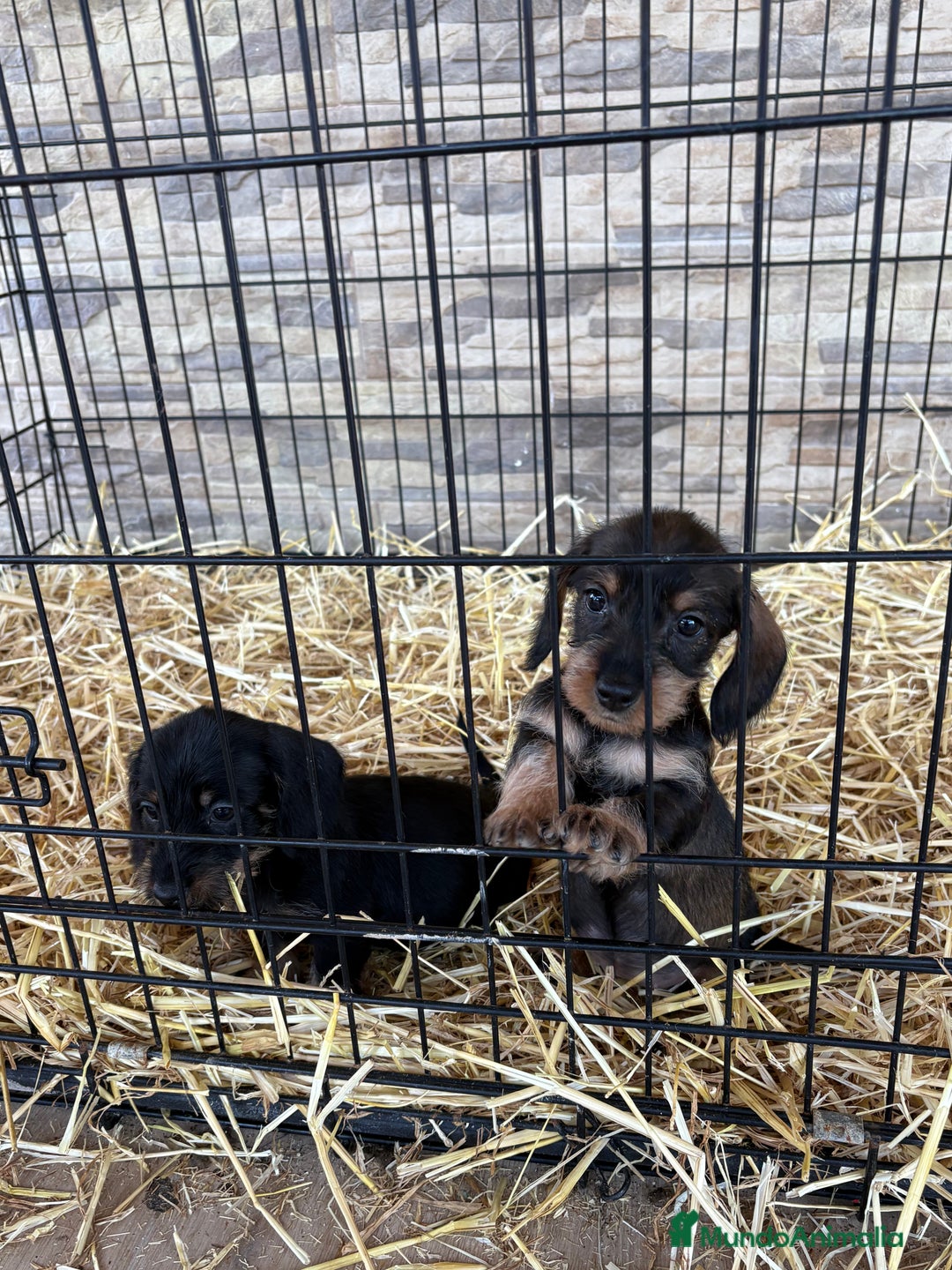 Teckel Miniatura perros en venta: Teckel mini pelo duro  - Anuncio 2