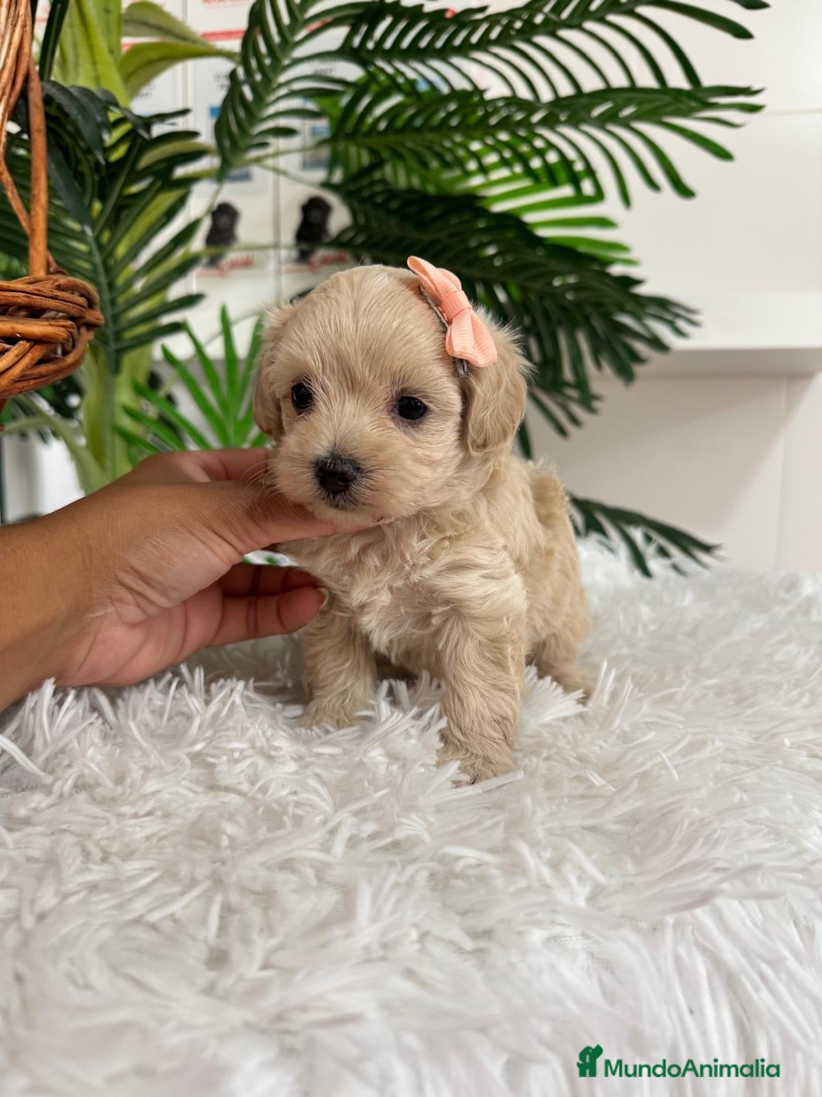 Maltipoo perros MALTIPOO HEMBRA - Anuncio 1