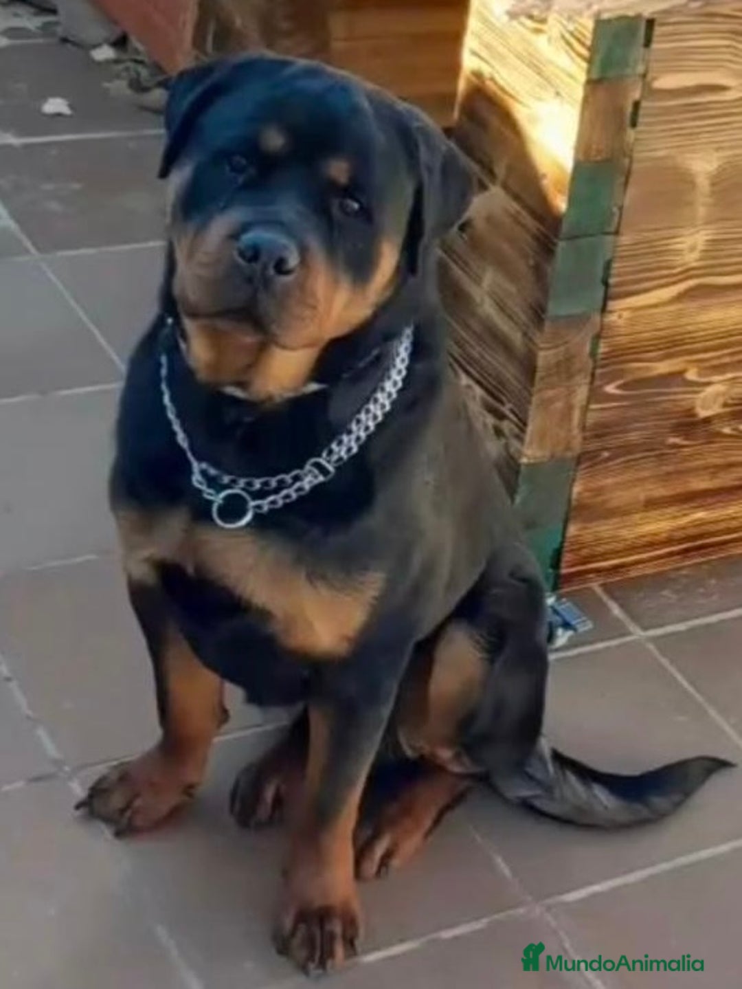 Rottweiler perros en venta: HEMBRA ROTTWEILER DE 3 años y medio - Anuncio 1