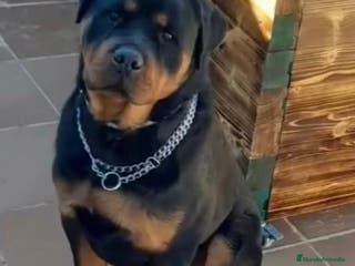 Rottweiler perros HEMBRA ROTTWEILER DE 3 años y medio - Anuncio 2