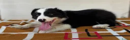 Border Collie perros en venta: Border Collie – Cachorros tranquilos 🐾 - Anuncio 8