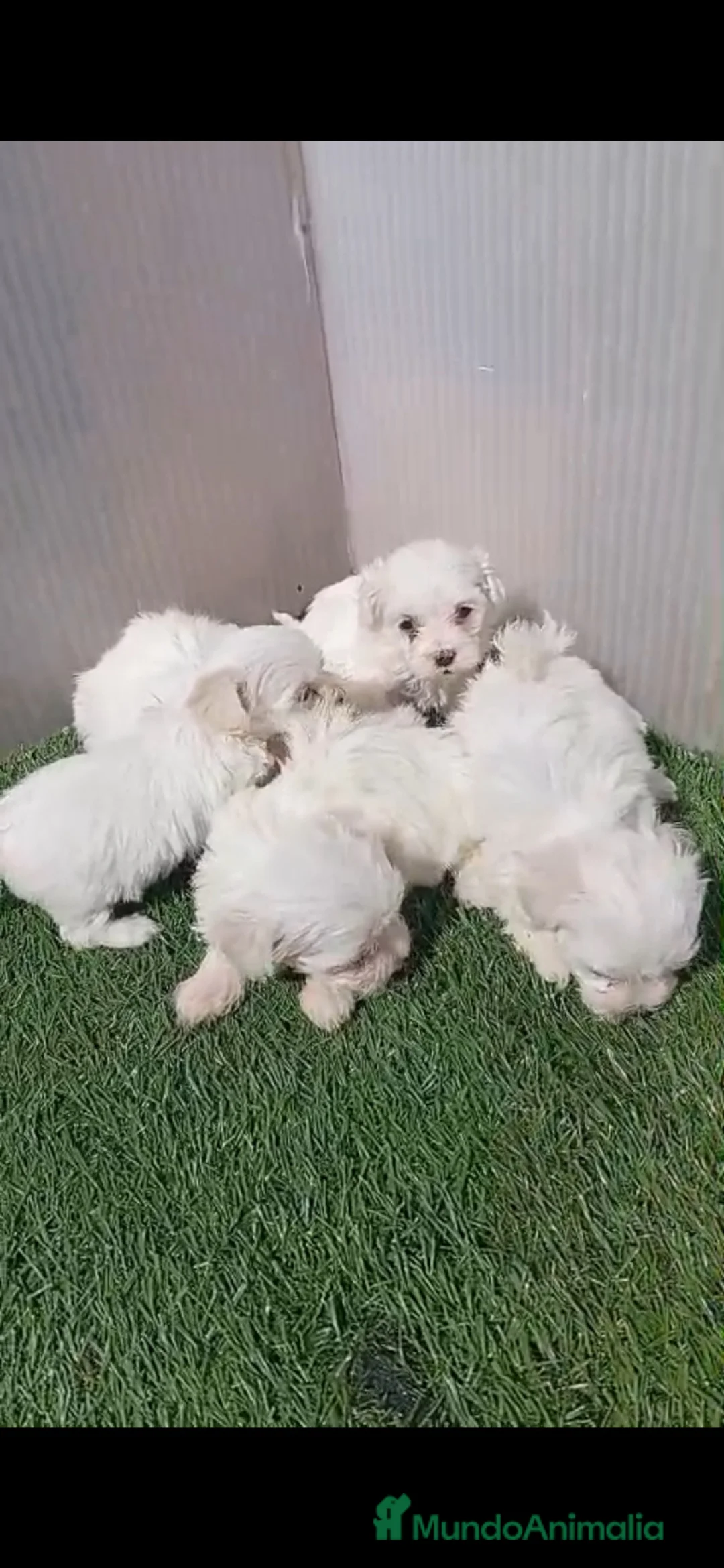 Bichón Maltés perros en venta: Cachorros Bichon maltés  en Alicante - Anuncio 2
