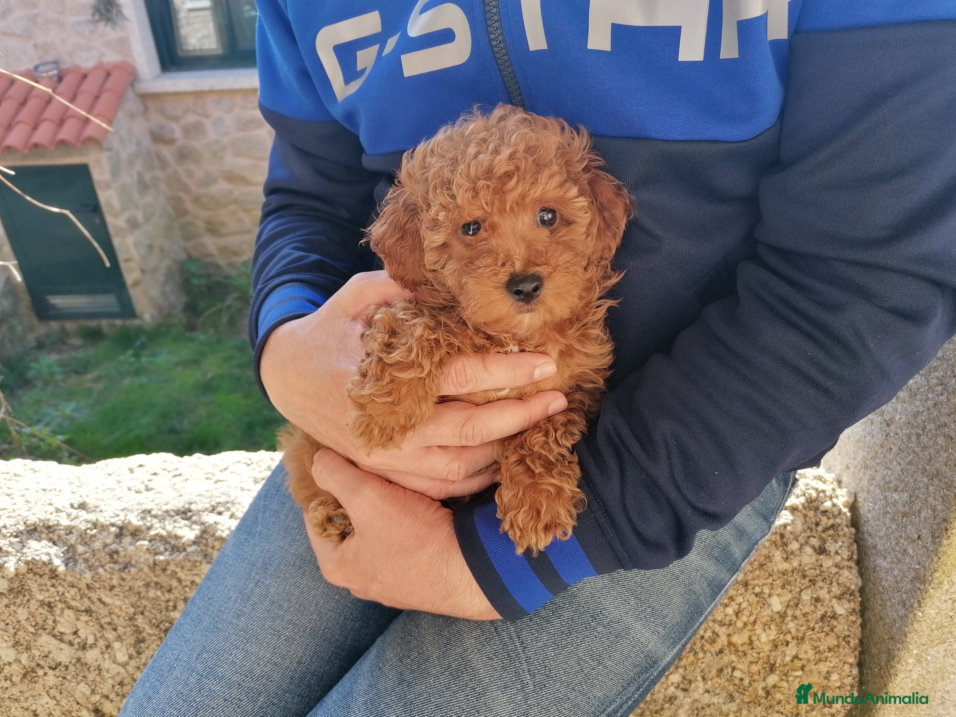 Caniche Toy perros Caniches toy - Anuncio 27