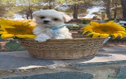 Bichón Maltés perros en venta: Bichon maltés alta calidad  - Imagen 5
