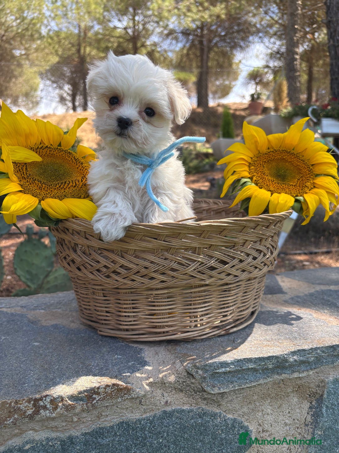 Bichón Maltés perros en venta: Bichon maltés alta calidad  - Imagen 5