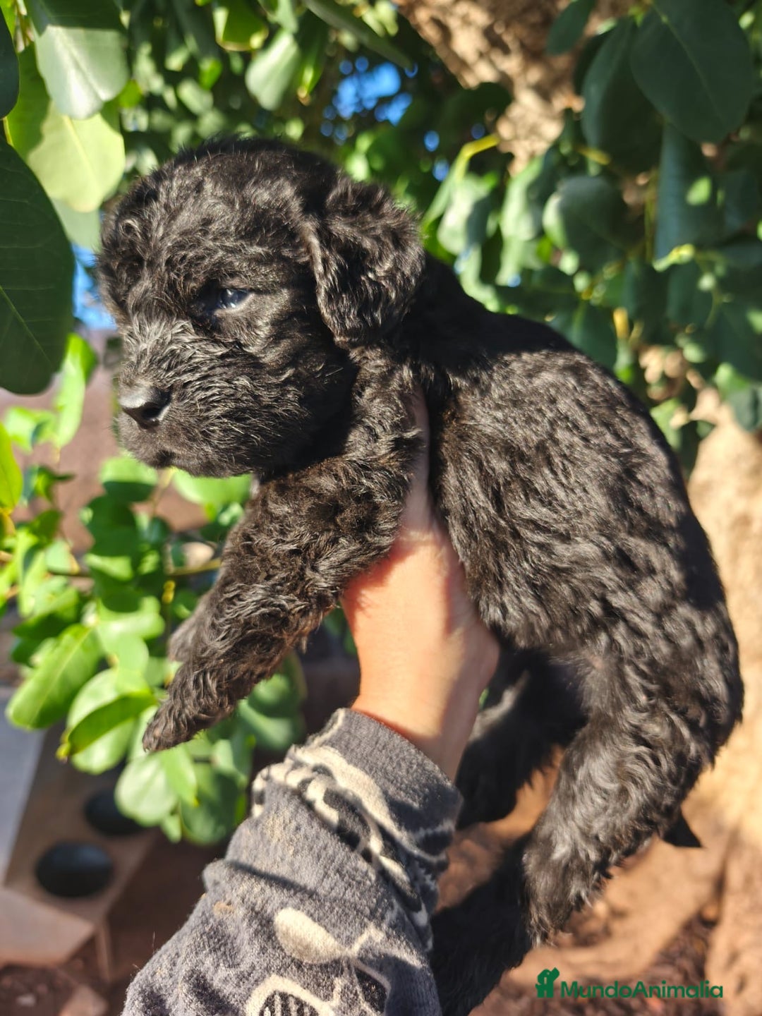 Labradoodle perros en venta: Labradoodle f1 - Anuncio 3