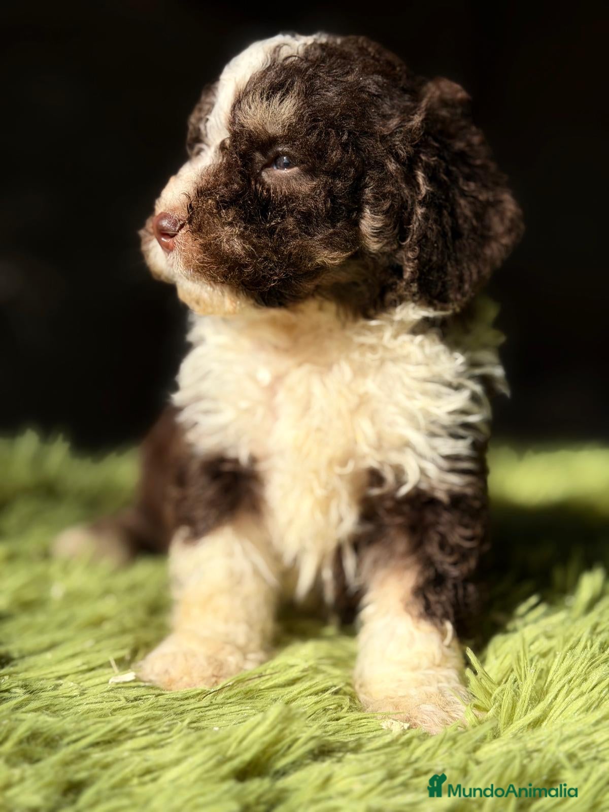 Perro de Agua Español perros PERRO DE AGUA CHOCOLATE Y BLANCO - Anuncio 1