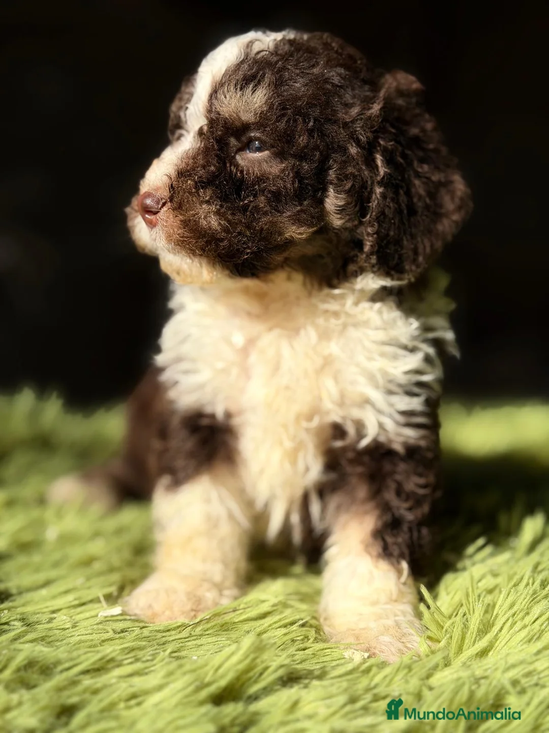 Perro de Agua Español perros en venta: PERRO DE AGUA CHOCOLATE Y BLANCO - Anuncio 1