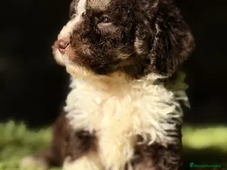 Perro de Agua Español perros PERRO DE AGUA CHOCOLATE Y BLANCO - Anuncio 6