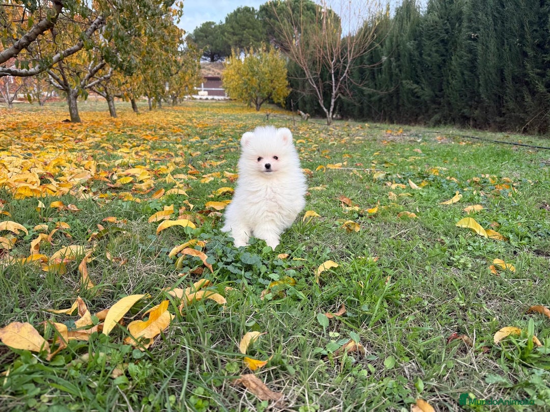 Pomerania perros en venta: Pomerania línea americana Toy !!! - Anuncio 3