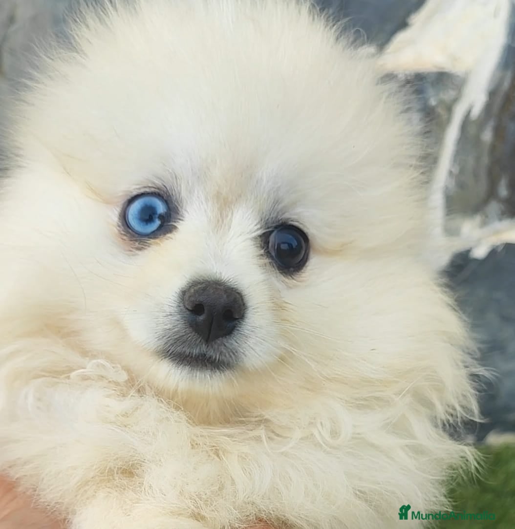 Pomerania perros POMERANIA HEMBRA OJO AZUL - Anuncio 5