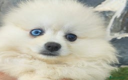 Pomerania perros en venta: POMERANIA HEMBRA OJO AZUL - Imagen 1