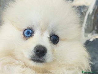 Pomerania perros - Anuncio 23