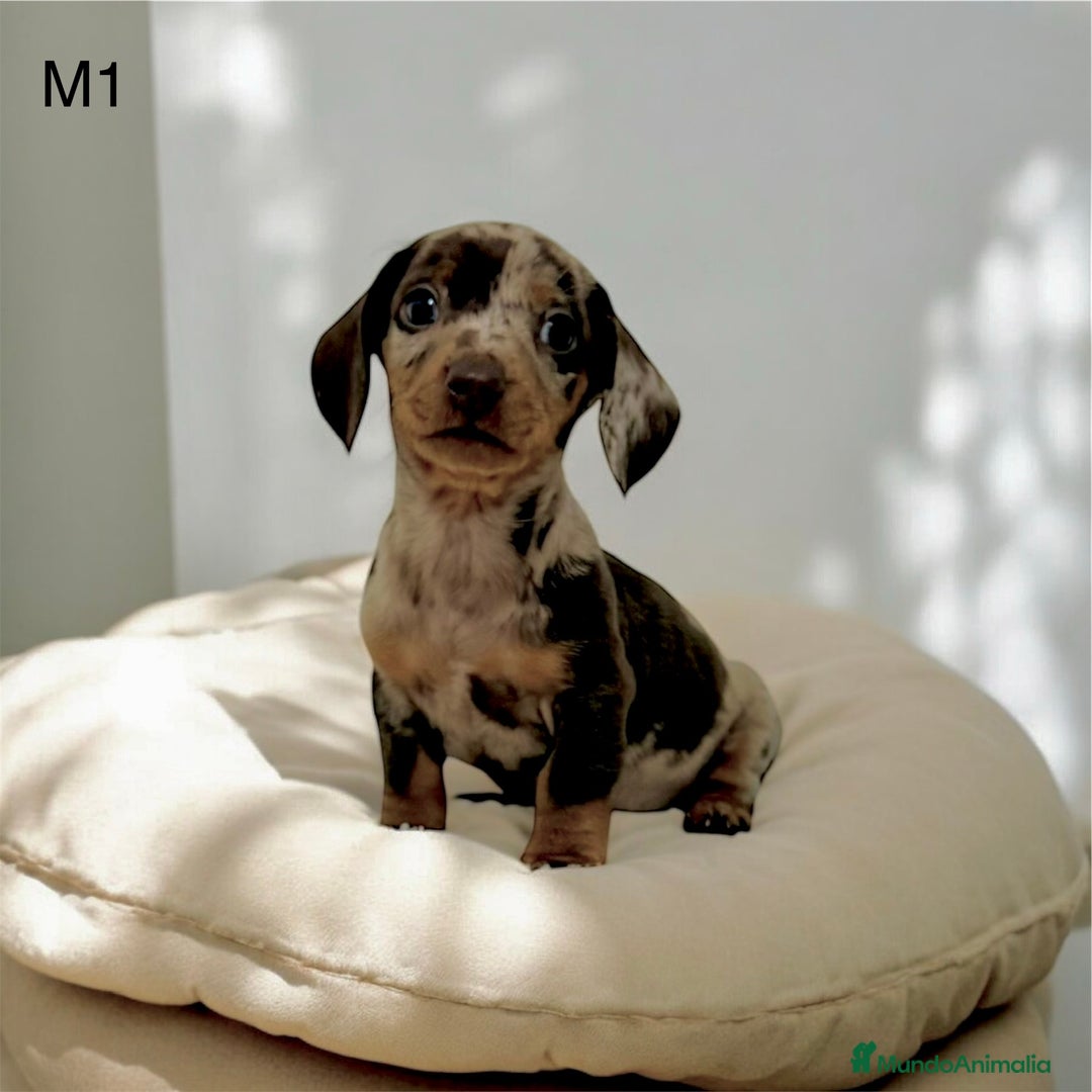 Teckel perros en venta: Camada teckel mini - Anuncio 1