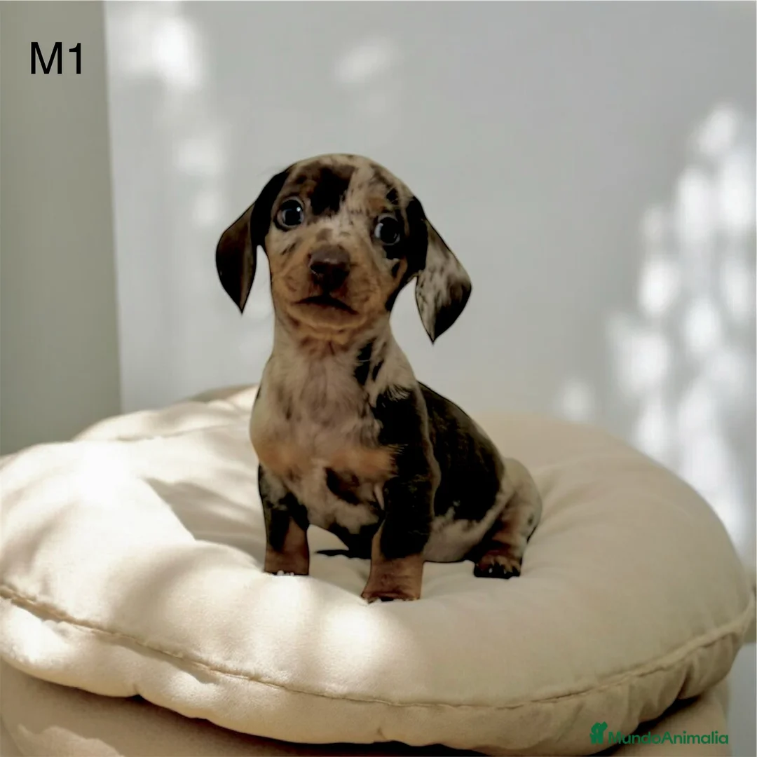 Teckel perros en venta: Camada teckel mini - Anuncio 1