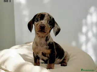 Teckel perros Camada teckel mini - Anuncio 6