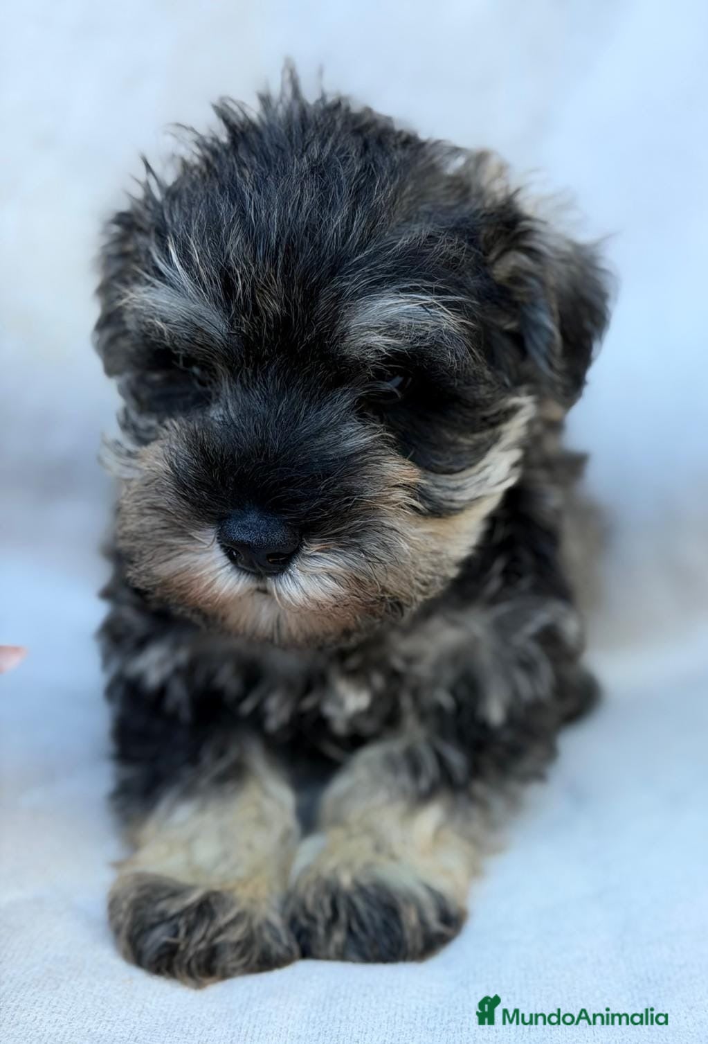 Schnauzer Miniatura perros Camada schnauzer sal y pimienta y negros - Anuncio 2