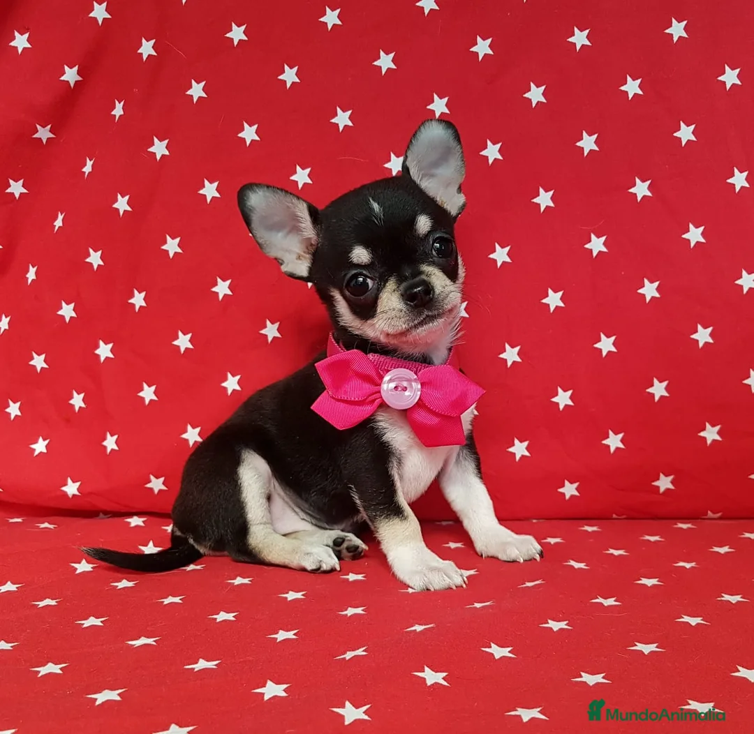 Chihuahua perros en venta: Chihuahuas espectaculares !  en Ciudad Real - Anuncio 3