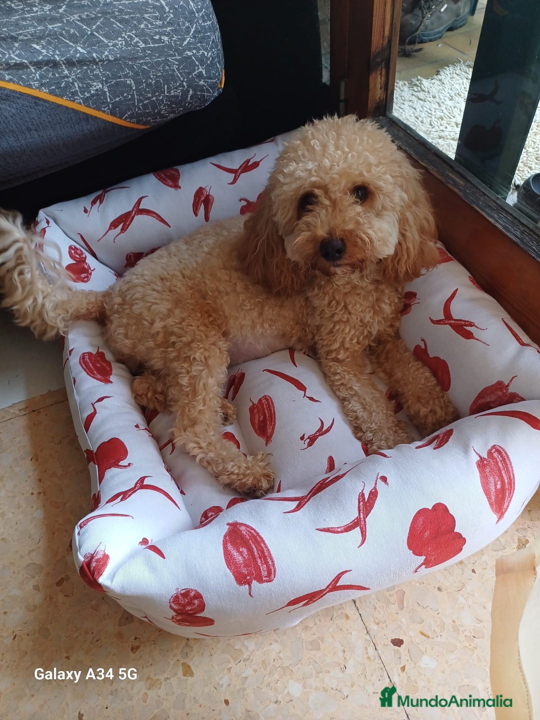 Caniche Enano perros en venta: Caniches enanos - Anuncio 11