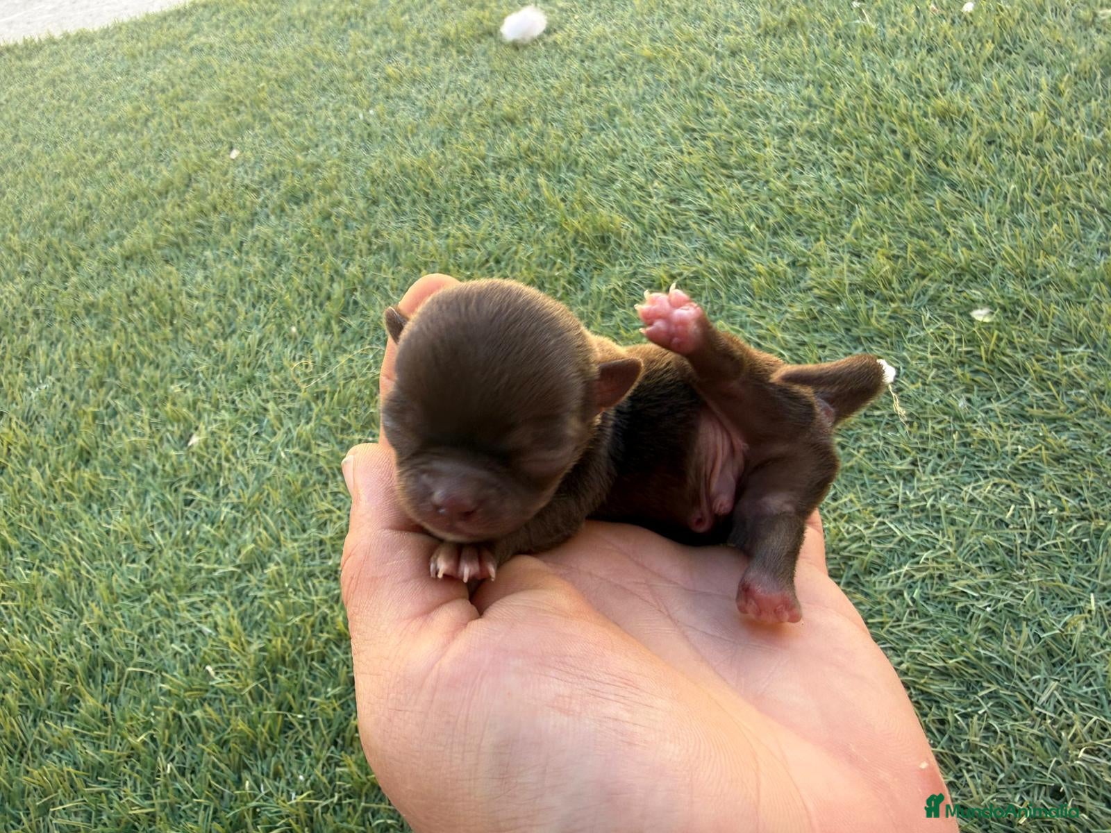 Chihuahua Cachorro 2