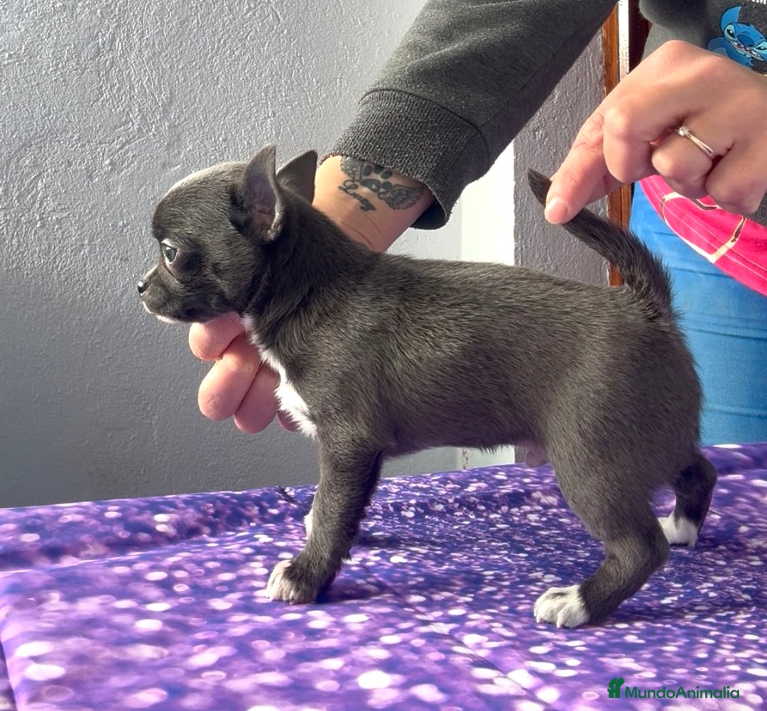 Chihuahua perros en venta: Excelentes chihuahuas azules - Imagen 8