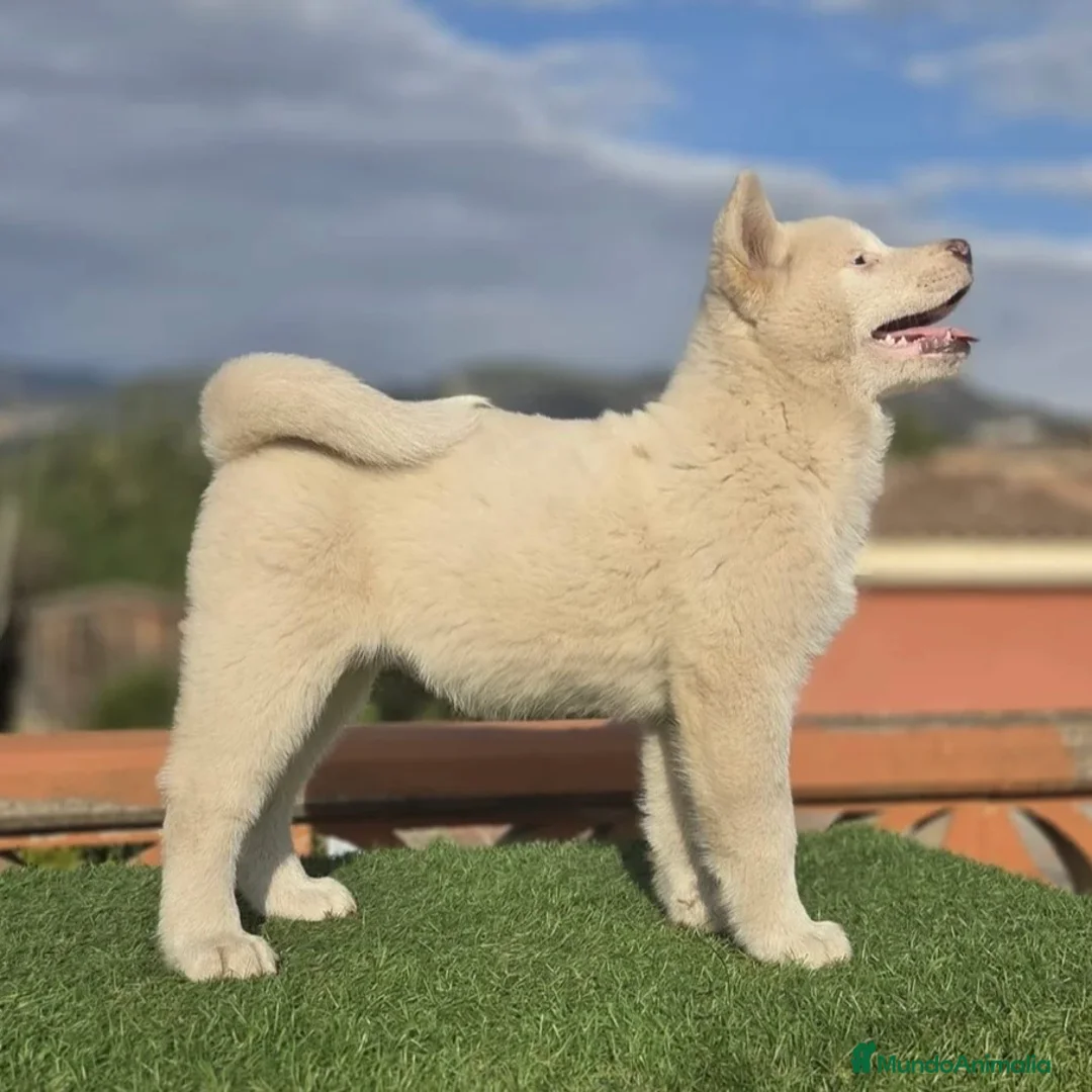 Akita Inu perros en venta: Akita  - Anuncio 2