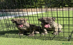 Dogo Canario perros en venta: Cachorros presa canario para guarda - Imagen 12