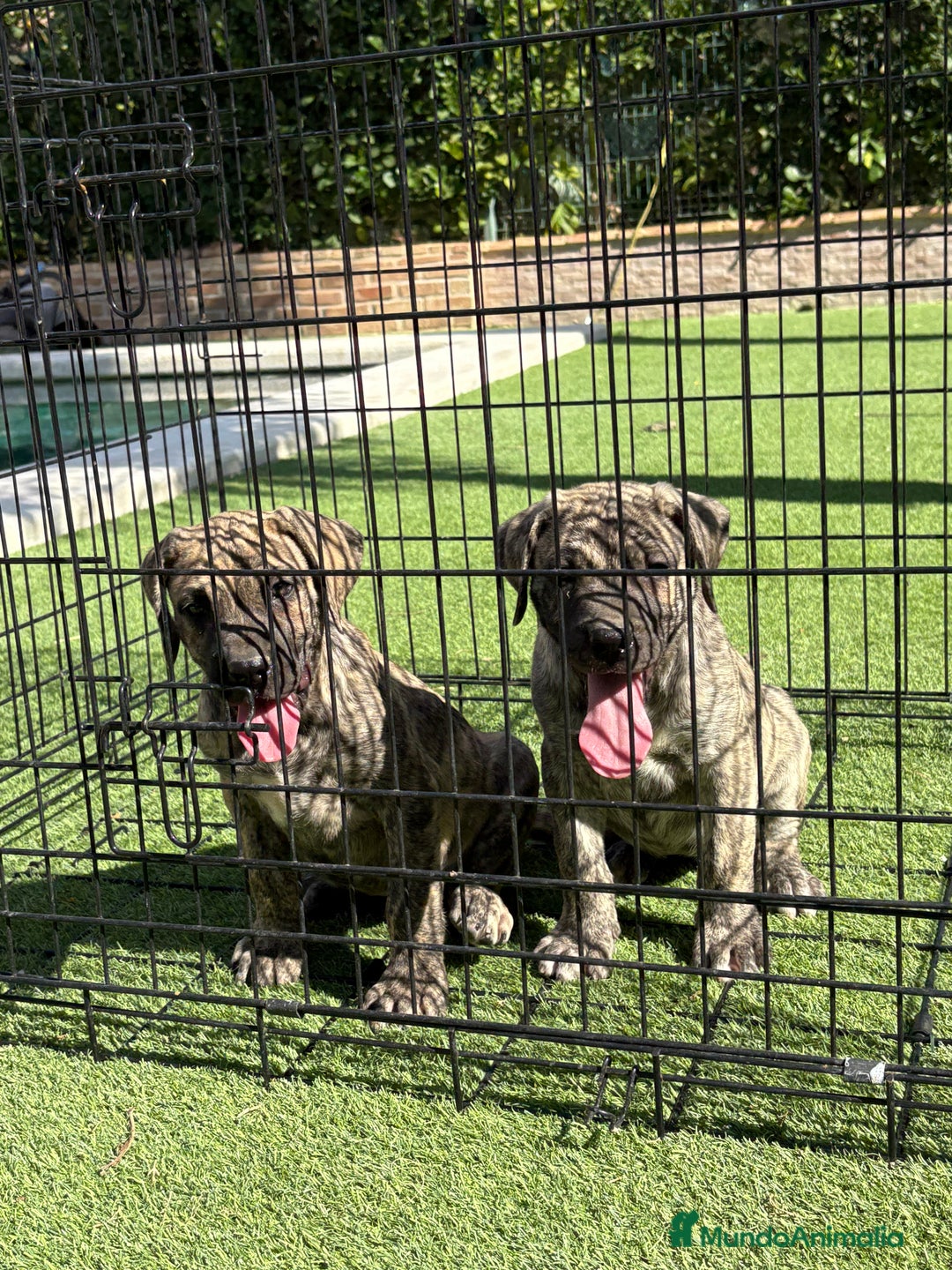 Dogo Canario perros en venta: Cachorros presa canario para guarda - Imagen 12