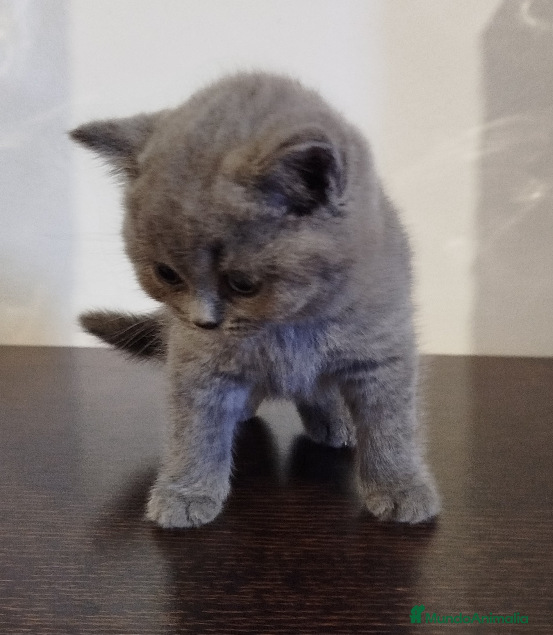 Británico de Pelo Corto Azul gatos British Shorthair  - Anuncio 13