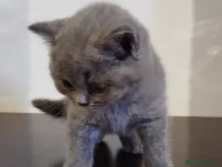 Británico de Pelo Corto Azul gatos British Shorthair - Anuncio 13