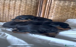 Rottweiler perros en venta: Rottweiler - Imagen 5