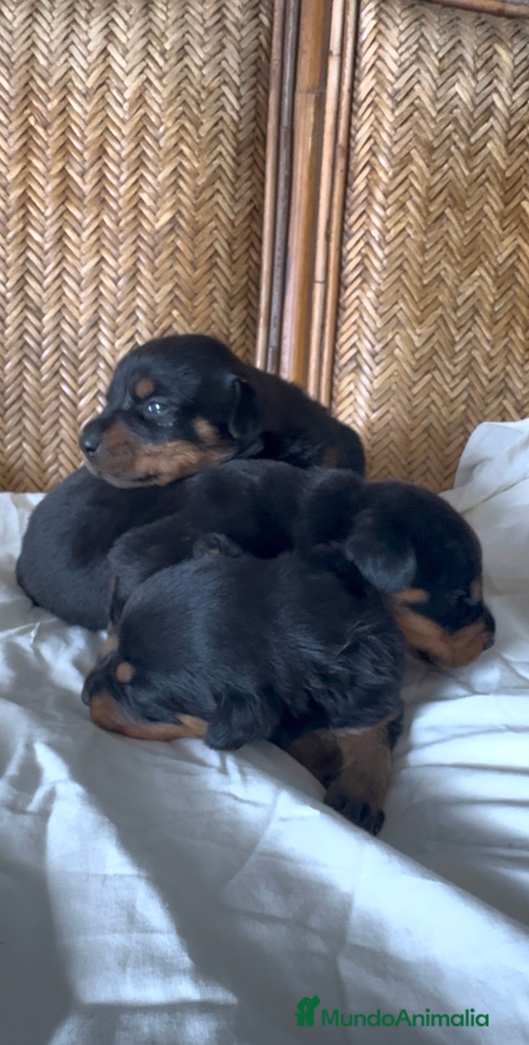 Rottweiler perros en venta: Rottweiler - Imagen 5