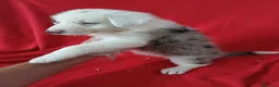Border Collie perros en venta: Border Collie Merle  - Anuncio 3