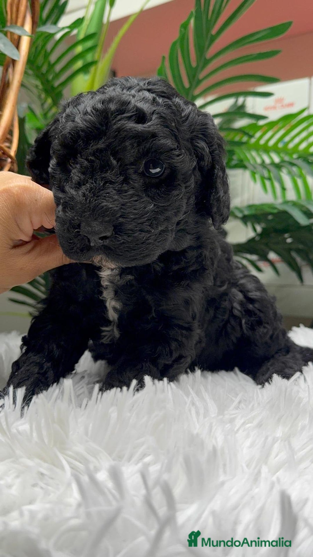 Perro de Agua Español perros en venta: PERRO DE AGUA ESPAÑOL - Anuncio 5