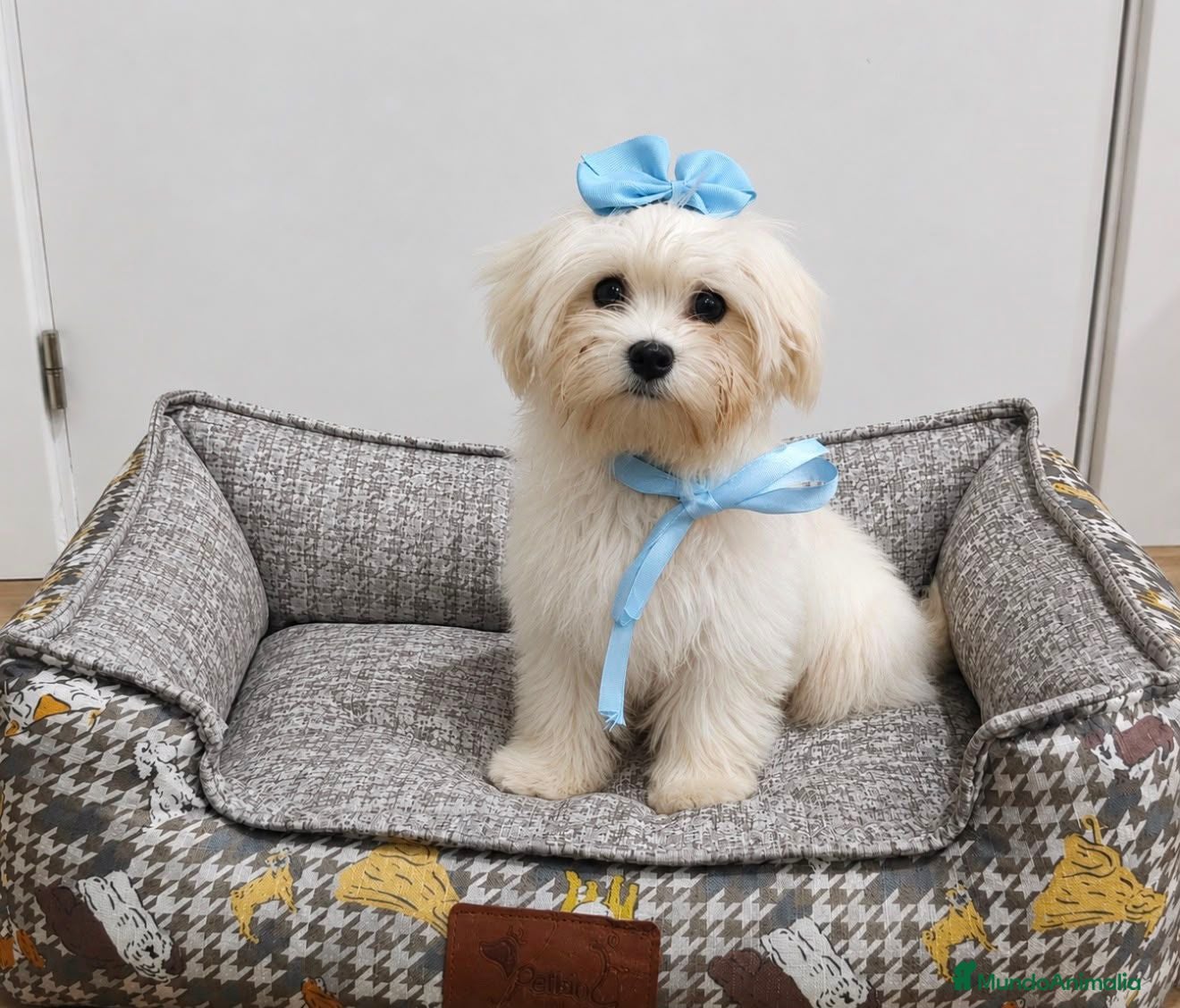 Bichón Maltés perros Bichon maltes - Anuncio 4