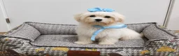 Bichón Maltés perros en venta: Bichon maltes - Anuncio 1