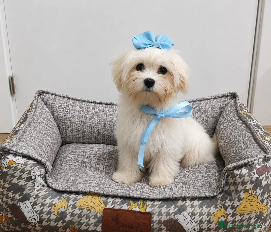 Bichón Maltés perros en venta: Bichon maltes - Anuncio 1
