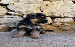 Pastor Alemán perros en venta: Macho pastor Alemán líneas alemanas  - Imagen 4