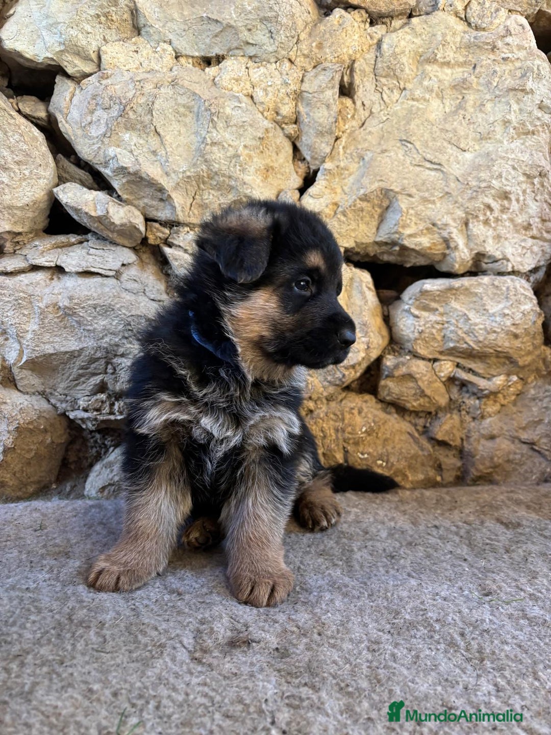 Pastor Alemán perros en venta: Macho pastor Alemán líneas alemanas  - Imagen 4