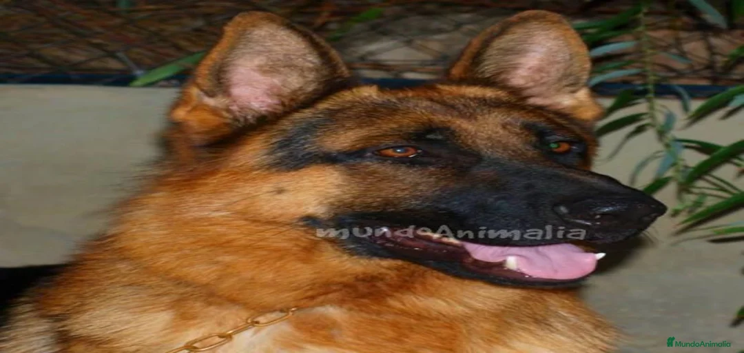 Imagen de galería {{count}}