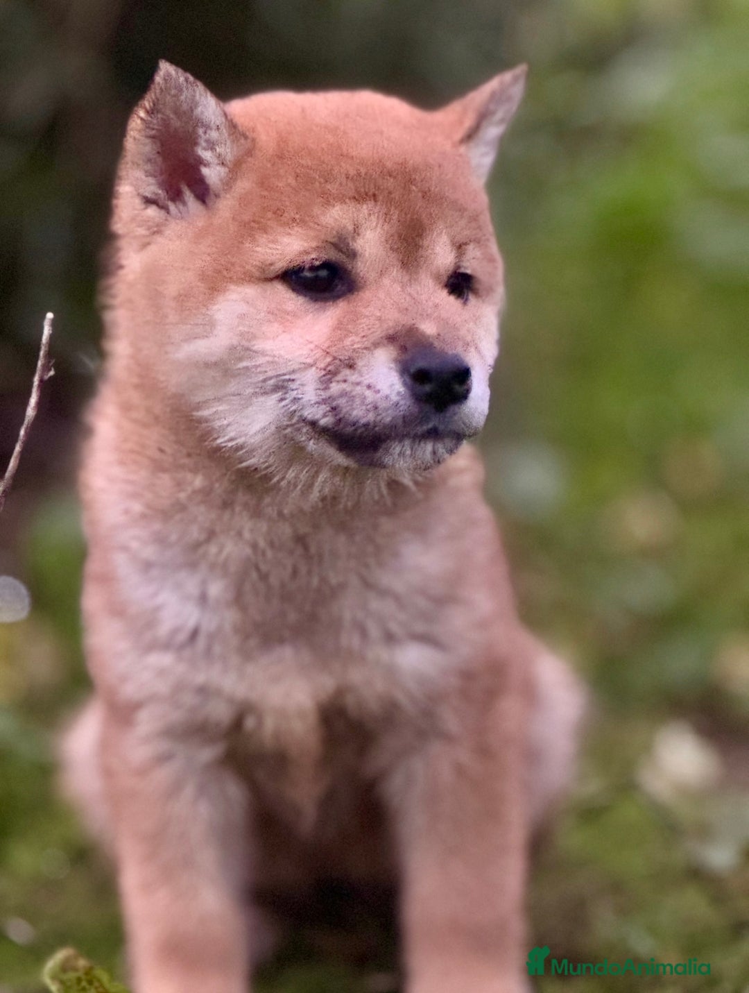 Shiba Inu perros en venta: Exclusivos Shiba Inu  - Anuncio 7